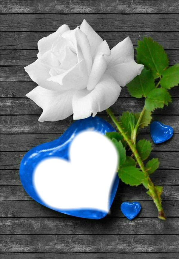1 white rose Fotomontaż