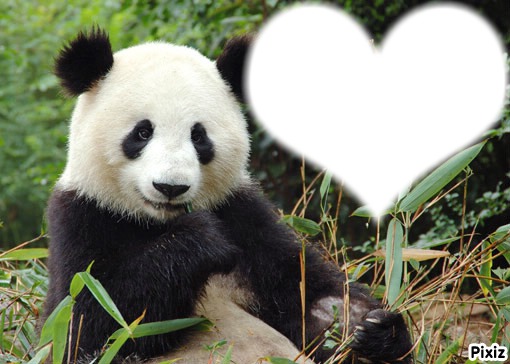 panda coeur Montaje fotografico