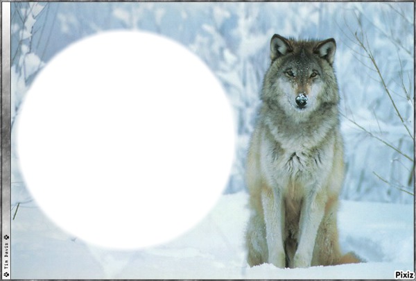 WOLF Photo frame effect