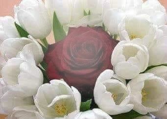 rene willy blancas rosas y roja Fotomontáž