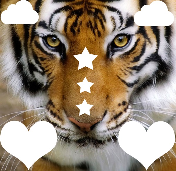 tigre 2 Fotomontasje