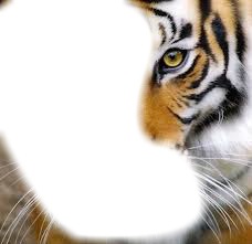 Tête de tigre.. Photomontage
