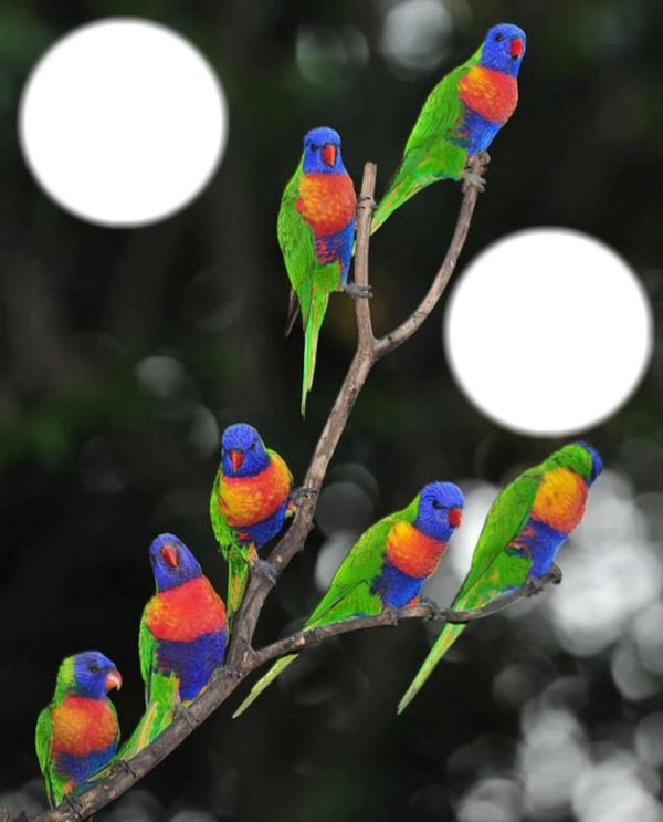 oiseaux Fotomontaggio