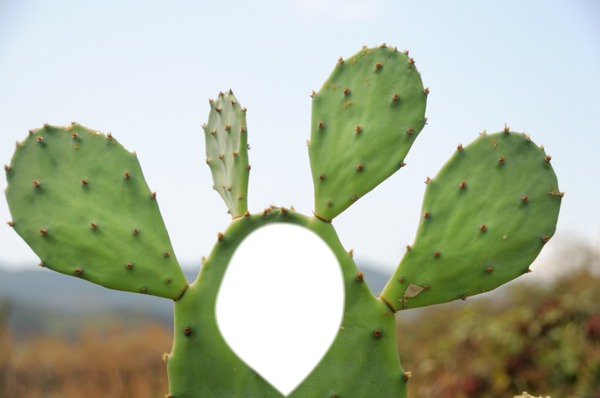 Cactus Photo frame effect