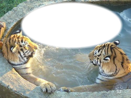 tigres Fotomontagem