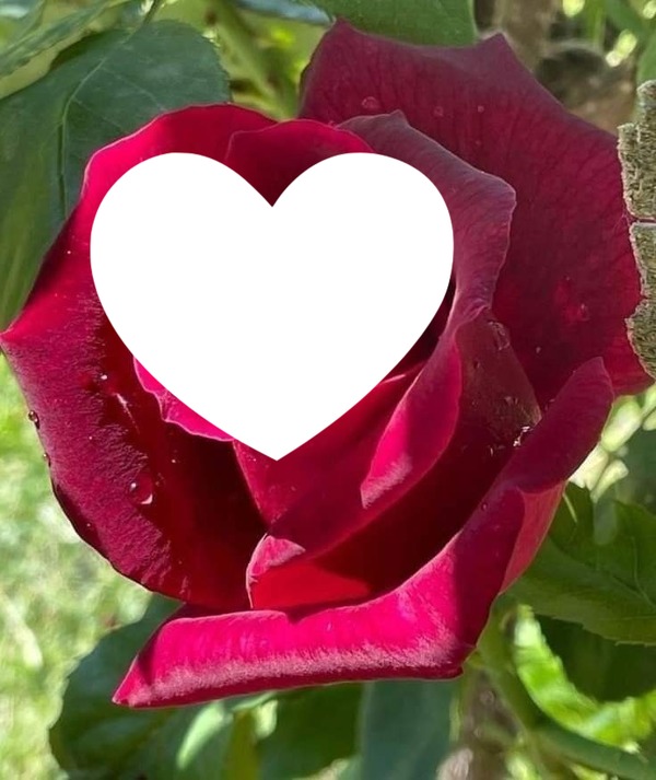 Une belle rose Photo frame effect