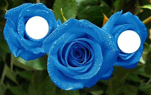 rosa azul Fotomontaż