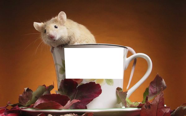 rat Photomontage