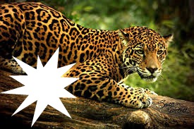 jaguar Fotomontáž
