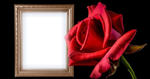 róża Fotomontage