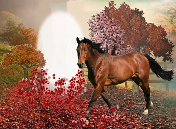 Cc Horse II Fotomontage