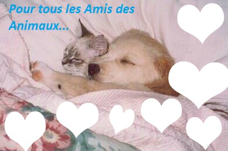 AMIS DES ANIMAUX Montage photo