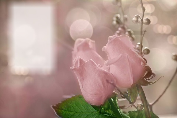 rose Photomontage
