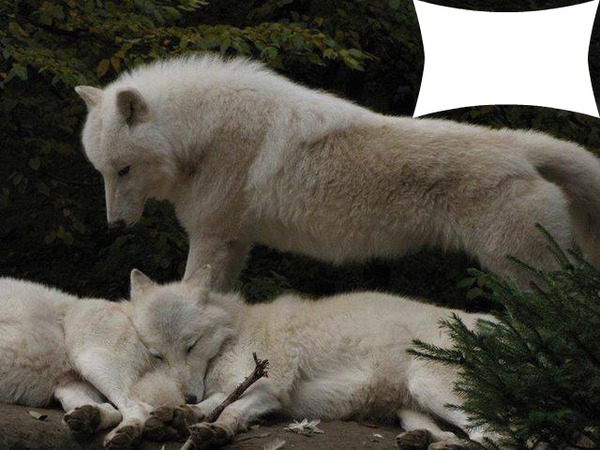 Le Loup Blanc Fotomontage