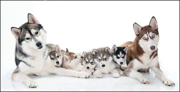 famille de 7 Husky 3 photos Фотомонтаж