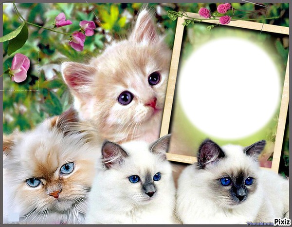CHATONS Montage photo