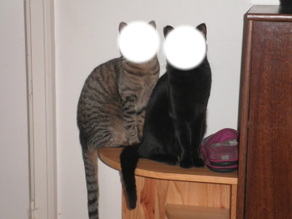 chat et chat Фотомонтаж