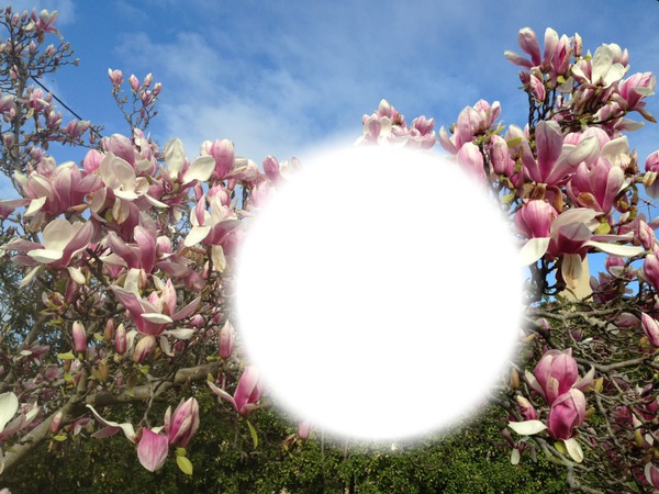 magnolias Montaje fotografico