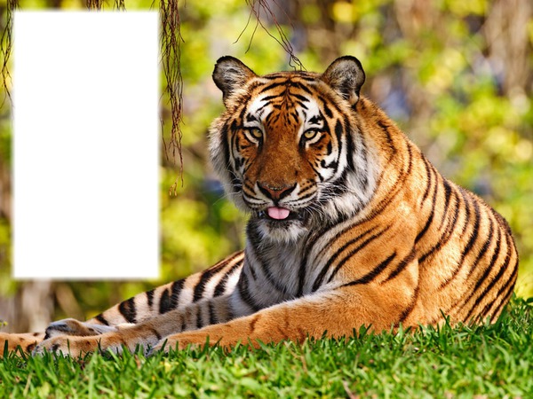 Tiger 77 Fotomontage