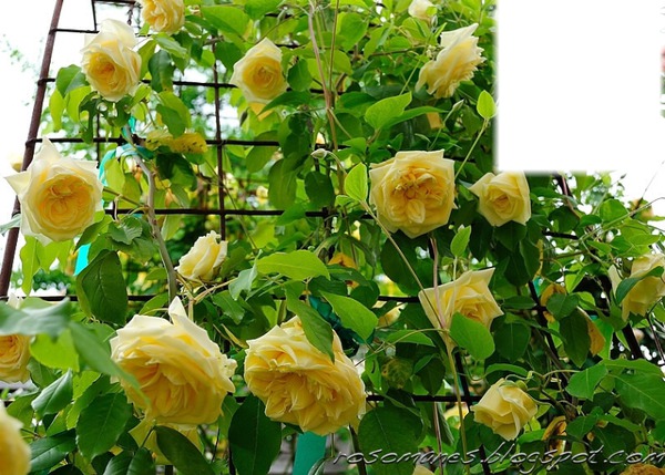 Les roses jaune Φωτομοντάζ