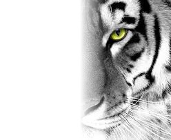 Tigre Fotomontagem