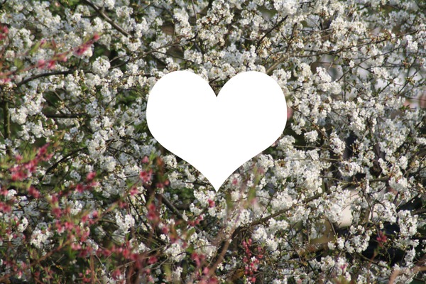 Cerisier en fleurs Montage photo