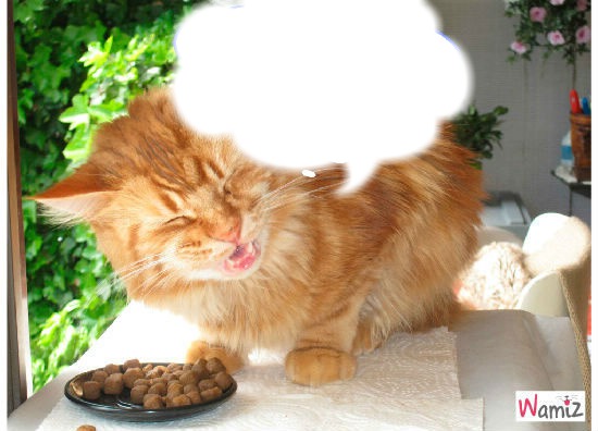 le chat qui parle Montaje fotografico