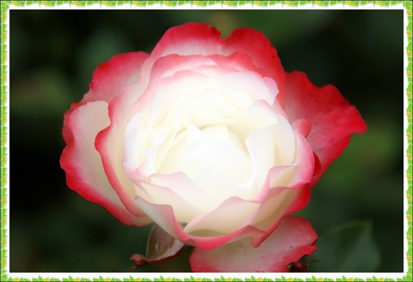 Rose der Liebe Photomontage
