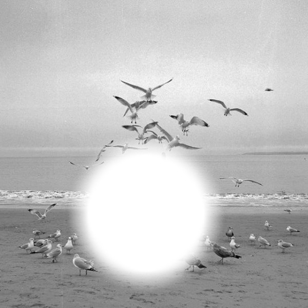 bird Fotomontage