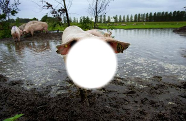 cochon dans la boue Fotomontažas