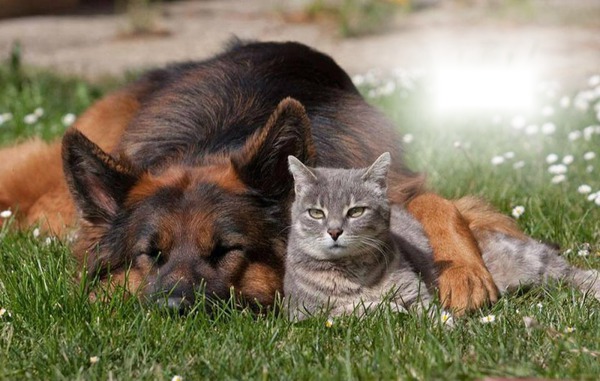 chien et chat フォトモンタージュ