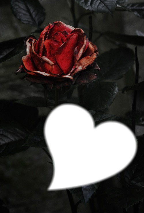 Gothic Rose Photomontage