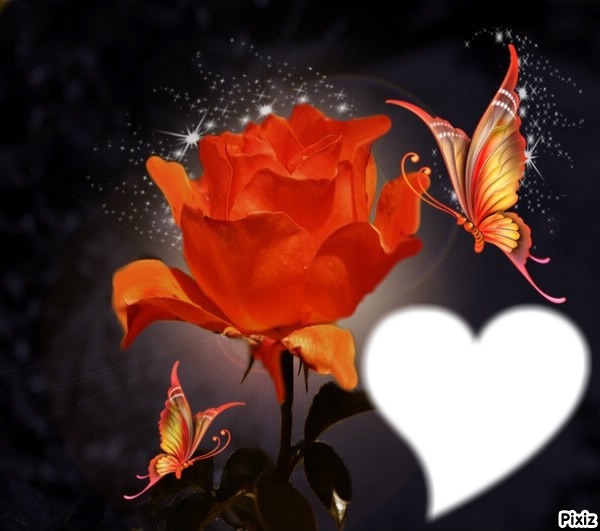 Rose Papillon Photo frame effect
