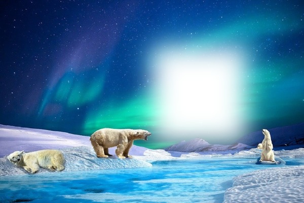 sarkifény jegesmedve Fotómontázs