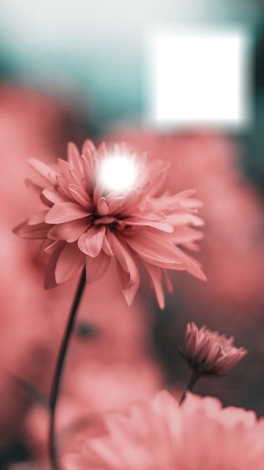 flower Photo frame effect