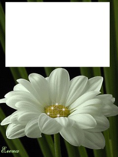 fleur blanche Montage photo