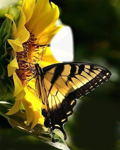 Cc Mariposa con girasol Fotomontaggio