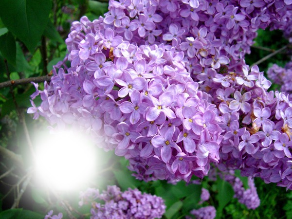 lilas mauve Fotomontáž