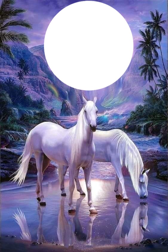 chevaux blancs Photomontage