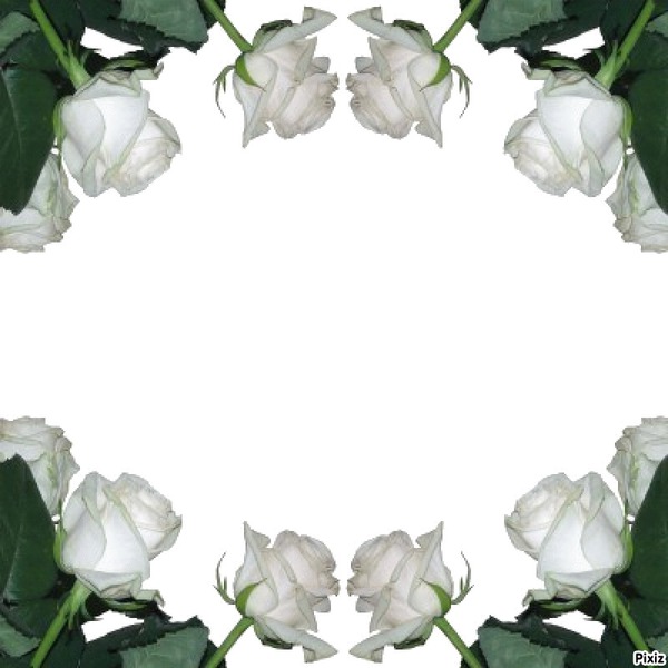 Paul White Roses Photo frame effect