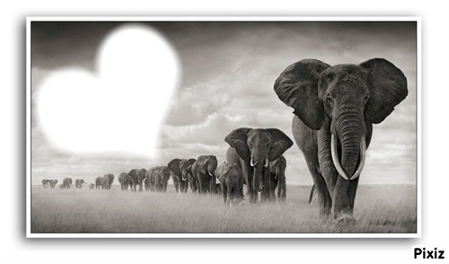 elephant Montaje fotografico