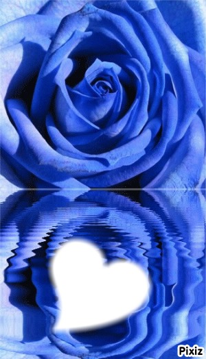 rose love Photomontage