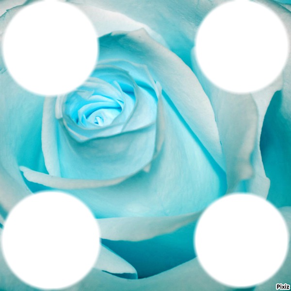 rose bleu Фотомонтаж