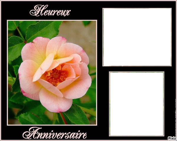 Anniversaire Rose rose 2 cadres Photo frame effect