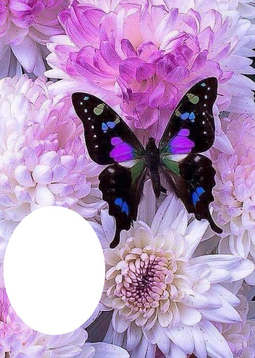 BUTTERFLY Photomontage