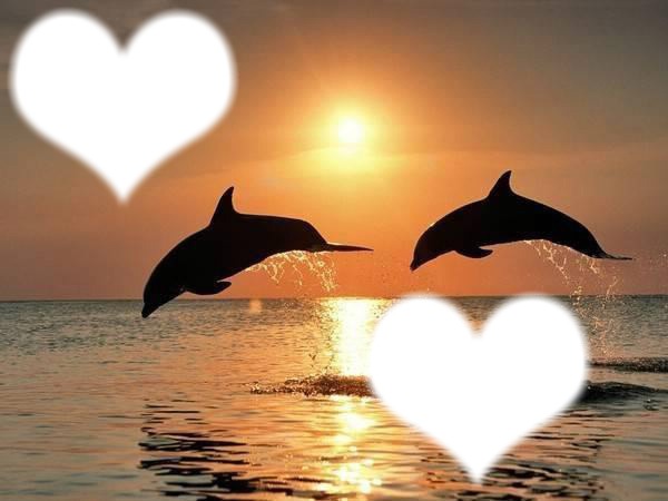 dauphin o coucher de soleil Фотомонтаж