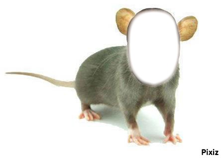 Le Rat Fotomontage