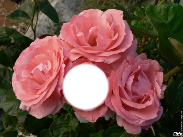 fleurs rose Φωτομοντάζ