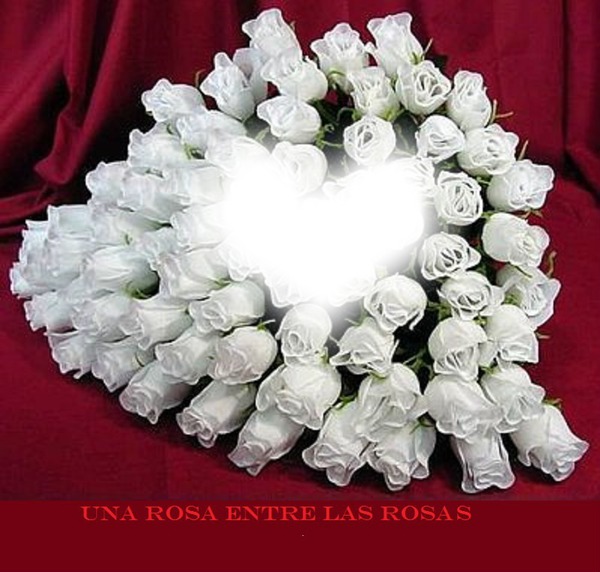 rosas Fotomontage