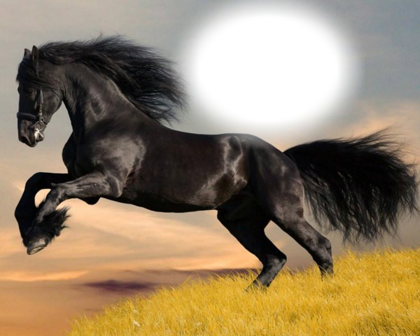 caballo negro Montage photo